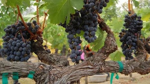 Grapes hanging from a vine